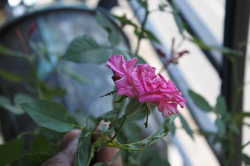 Pink rose in balcony