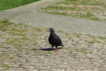pigeon in park