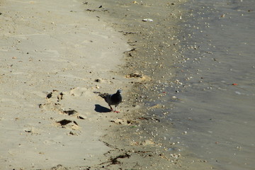 Pigeon