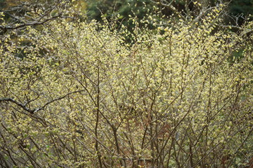 明月院の花