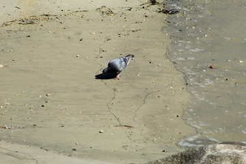 Pidgeons