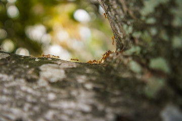 Red ant in the garden