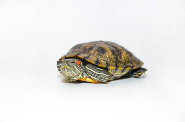 Obraz premium Red-Eared Slider Tortoise isolated on white background