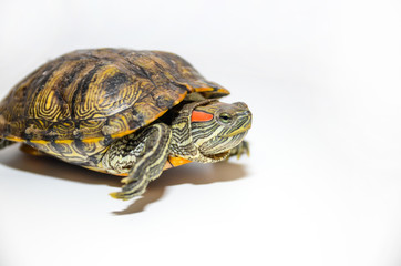 Obraz premium Red-Eared Slider Tortoise isolated on white background