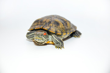 Red-Eared Slider Tortoise isolated on white background