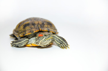 Red-Eared Slider Tortoise isolated on white background