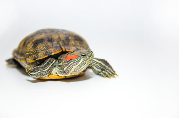 Red-Eared Slider Tortoise isolated on white background