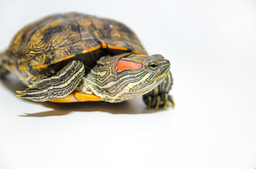 Red-Eared Slider Tortoise isolated on white background