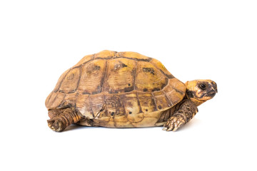little brown turtle isolated on white background, close-up 