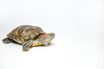 Red-Eared Slider Tortoise isolated on white background