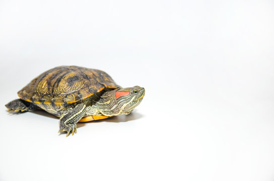 Red-Eared Slider Tortoise isolated on white background