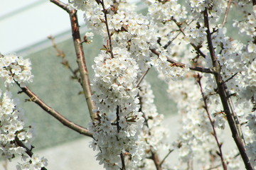cherry blossom in spring