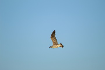 flying seagull