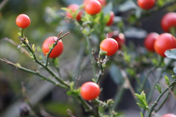 Red berries