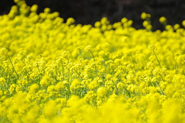 菜の花畑