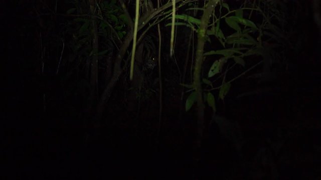 Wild jaguar in the Peruvian rainforest, Tambopata National Reserve