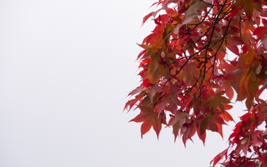 Red leaves of tree in autumn on white background.