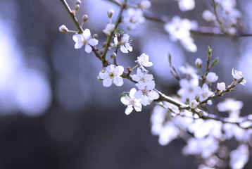 Cerisier en fleur