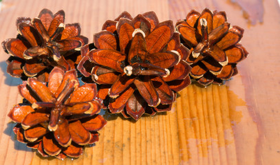pine cones close-up