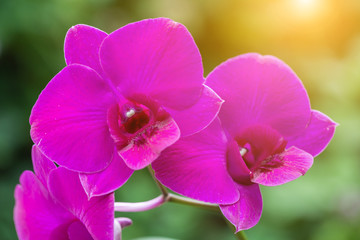 Orchid flower in orchid garden at winter or spring day for beauty and agriculture concept design. Vanda Orchid.