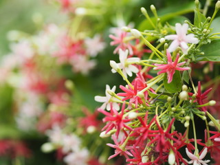 white pink red Flower Combretum indicum Rangoon Creeper Chinese honey Suckle Drunen sailor nature background