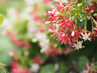 white pink red Flower Combretum indicum Rangoon Creeper Chinese honey Suckle Drunen sailor nature background