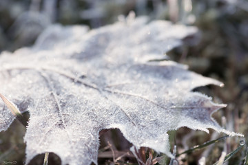 Frozen leaf