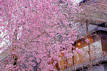 Pink sakura cherry blossom flower and building in Japan springtime