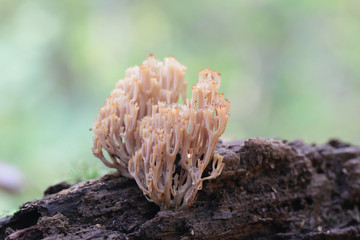 Artomyces pyxidatus,  commonly called crown coral or crown-tipped coral fungus