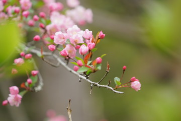 Fototapeta na wymiar 鎌倉の桜