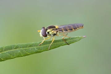 Hoverfly, sometimes called flower fly or syrphid fly