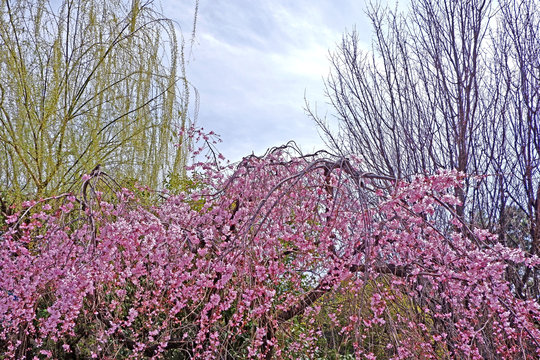 The beautiful pink sakura cherry blossom flower, tree and building in springtime, Japan Tokyo