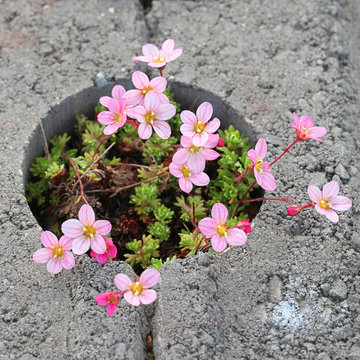 Saxifraga × arendsi, commonly called mossy saxifrage or mossy rockfoil