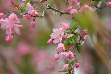 Naklejka na ściany i meble 鎌倉の桜