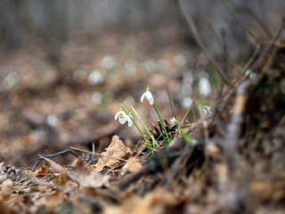 snowdrops bloomed on mountain slopes