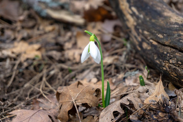 snowdrops bloomed on mountain slopes