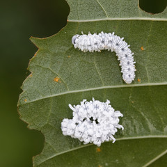 Eriocampa ovata, known generally as the alder sawfly or woolly alder sawfly, mimicking bird...