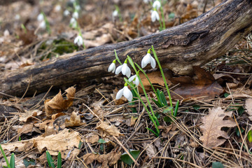 snowdrops bloomed on mountain slopes