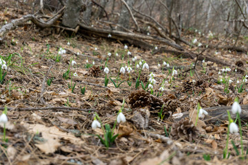 snowdrops bloomed on mountain slopes