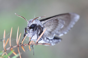 Sphinx pinastri, the pine hawk-moth resting on common juniper, Juniperus communis