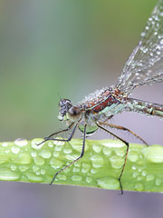 Lestes sponsa, known as the emerald damselfly or common spreadwing