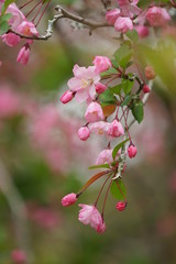 鎌倉の桜