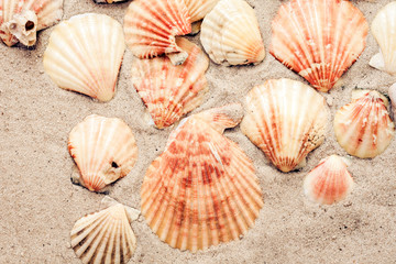 Seashells on the sand, summer beach background, travel concept .