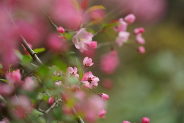 鎌倉の桜