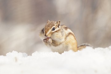 かわいいシマリス