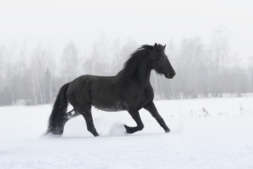 Plakat Black friesian horse running on the snow-covered field in winter background