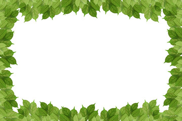 green leaf on isolated withe background