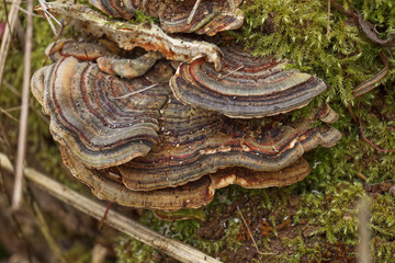 Turkey tail fungus, Trametes versicolor, growing on a mossy stump