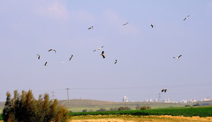 Birds