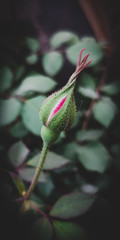 Rose bud
